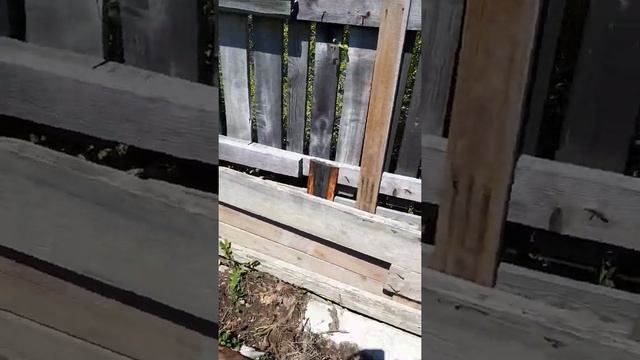 Залужение сада смотреть онлайн