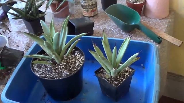 Plant Traveller: Agave macroacantha #succulents смотреть онлайн