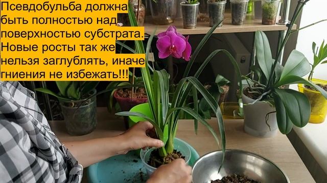 Орхидея Цимбидиум в размере 2,5. Посадка и уход. смотреть онлайн