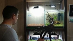 Запуск аквариума для новичков. Креветочник с нуля №2