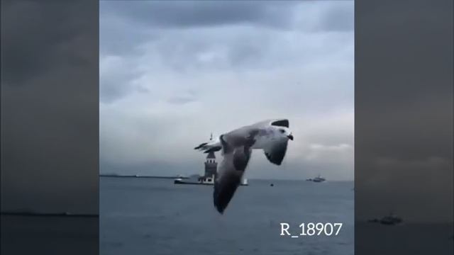 Самый красивый Азан смотреть онлайн