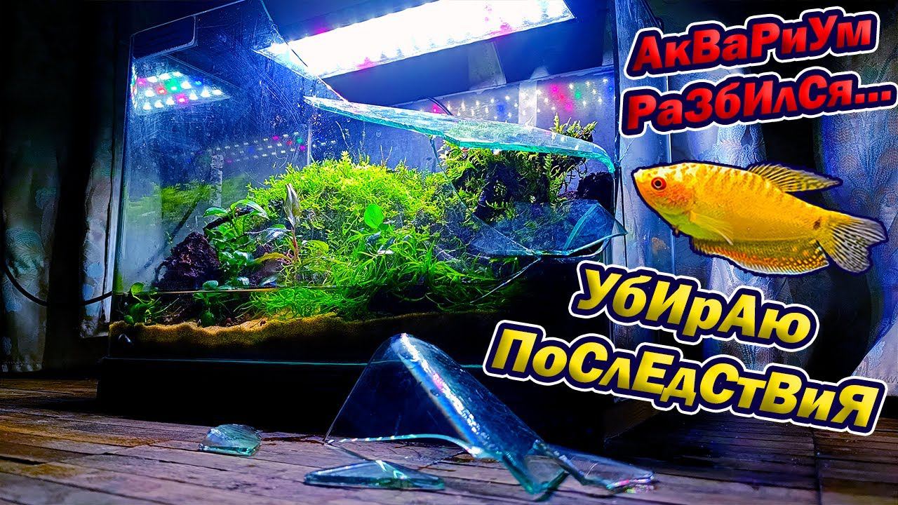 Разбился аквариум акваскейп! Убираю последствия! смотреть онлайн