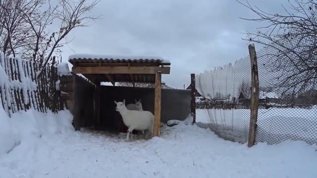 Курица перестала нестись причины смотреть онлайн