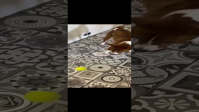 Вася и Салли