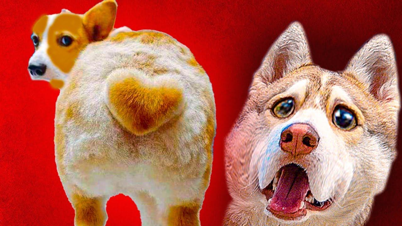 ЧТО НЕ ТАК с МОЕЙ ПОПОЙ??! Корги Коржик Говорящая собака смотреть онлайн