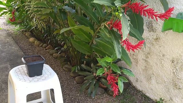 ? Como fazer mudas de alpinia purpurata смотреть онлайн