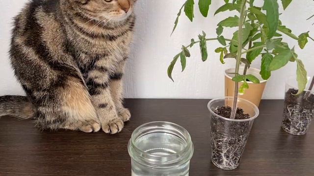 Я Обалдел! Всего За 2 Дня Стебель у Рассады Жирный и Крепкий! Коренастая Рассада! смотреть онлайн