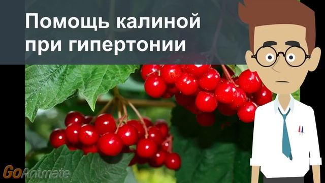 Помощь калиной при гипертонии смотреть онлайн
