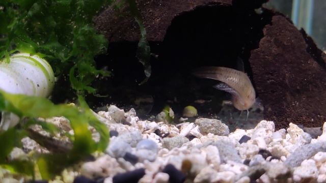 Петушок китайский (бетта фалькс) - поведение, нерест / Betta falx смотреть онлайн