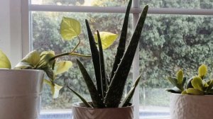 После Этой Подкормки Алоэ Будет Расти Как Бешеный / Лучший Уход За Столетником В Домашних Условиях