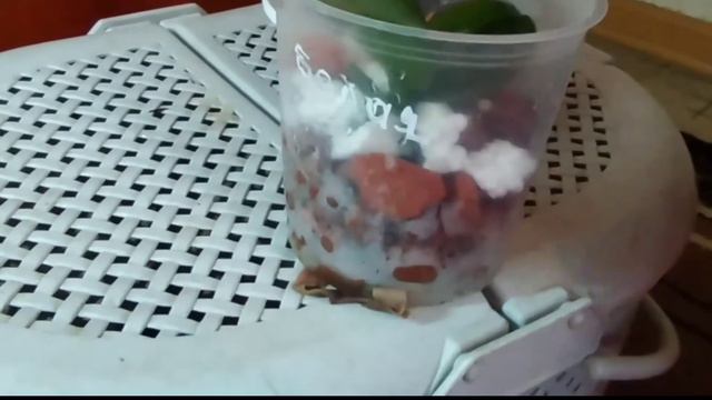 Будни орхомана. Отделяю и сажаю детку орхидеи Ред лип. смотреть онлайн