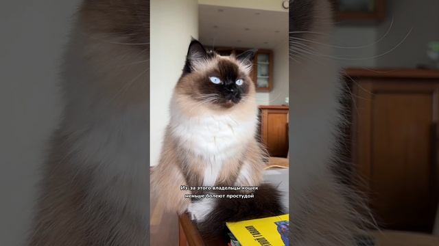 А вы знали, что кошки продлевают жизнь?