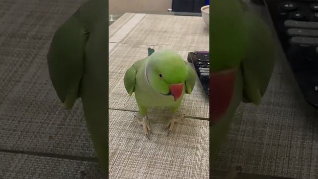 Говорящий ожереловый попугай Ричи смотреть онлайн