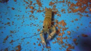 Бизнес идеи: разведение раков | Австралийский рак | Устройство фермы