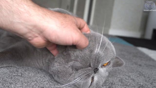 The Loudest Purr Ever? - Massive Cat Loves Brushing смотреть онлайн