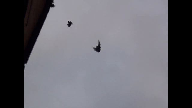 8 декабря пос новоэкономическое смотреть онлайн