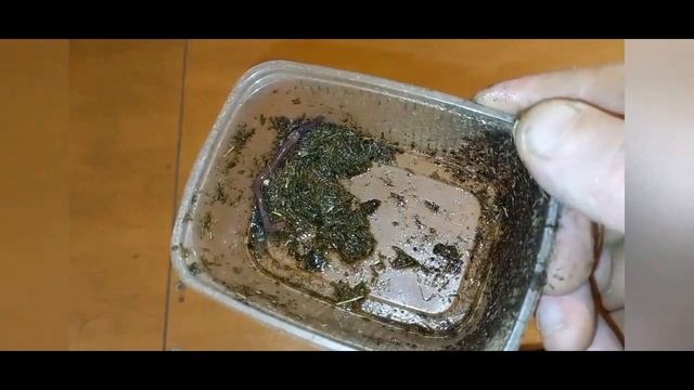 Как вырастить червя в навозе!? смотреть онлайн