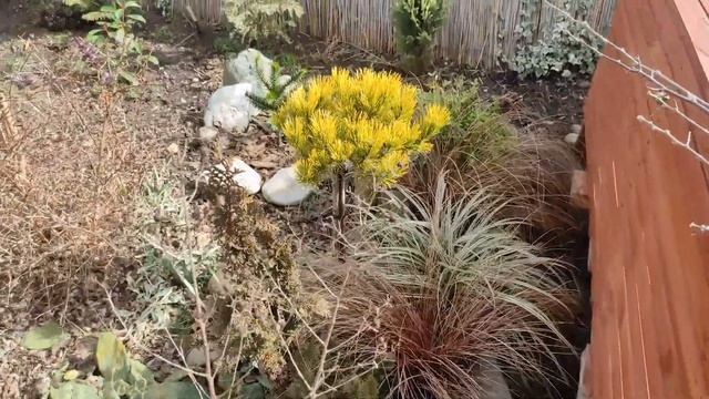 БОЛЬШОЙ ОБЗОР САДА С НАЗВАНИЯМИ РАСТЕНИЙ! Первый день весны в южном саду 1 марта 2023! НОВИНКИ смотреть онлайн