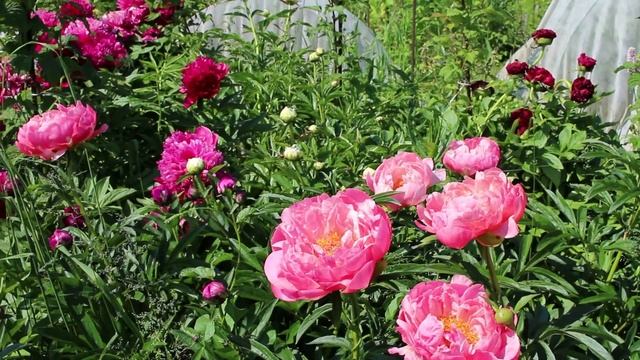 Пион Корал Чарм смотреть онлайн