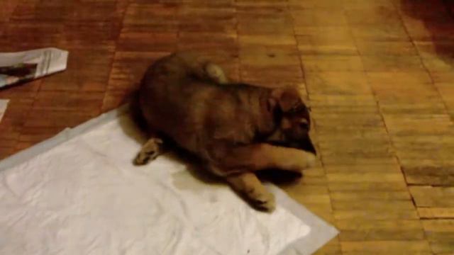 Вот, пёсика завели))) смотреть онлайн