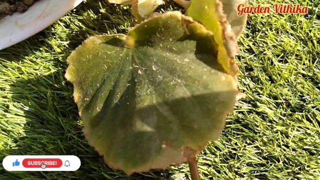 Begonia Plant/Begonia ko Cutting se Kaise Lagaye/Begonia Plant Cutting/Begonia Propagation смотреть онлайн
