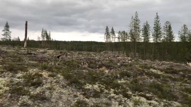 Северные олени на дороге в Швеции смотреть онлайн