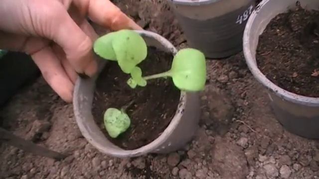 Как пикировать петунию. Сад и огород выпуск 149 смотреть онлайн