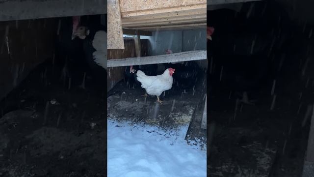 Куры зимой, как выглядят Куры когда идёт Снег! Зима и Куры! #Куры в Германии! смотреть онлайн