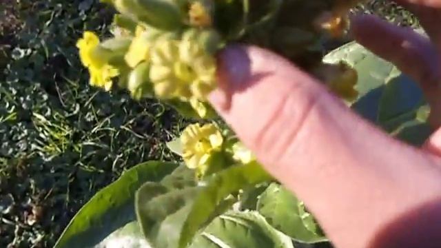 Пчеловодам и не только - Семена Котовника . Табак в Горшке . смотреть онлайн