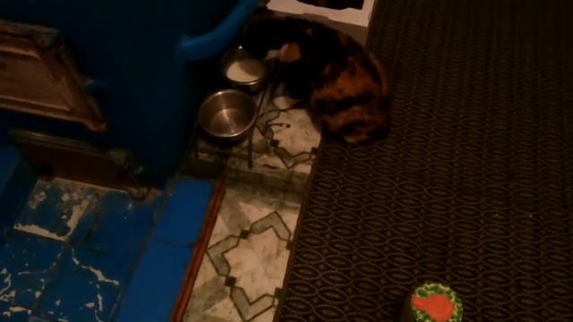 Кошка учит котят кушать с миски))) смотреть онлайн