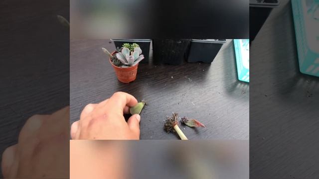 Размножение суккулентов листом. смотреть онлайн