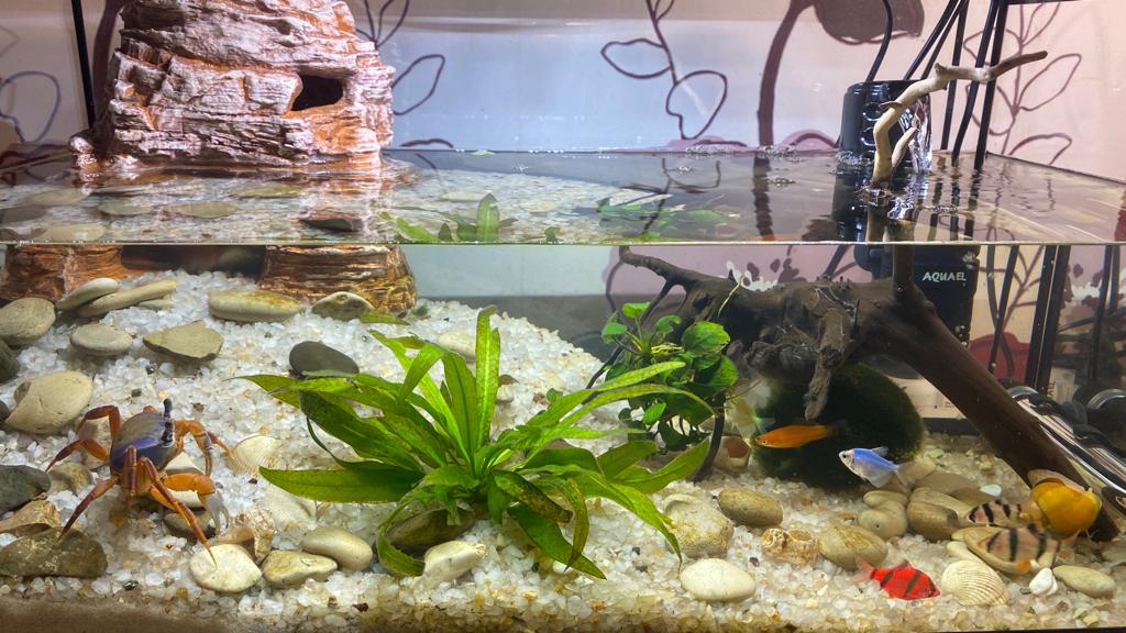 Жизнь нашего радужного краба и аквариумных рыбок. смотреть онлайн