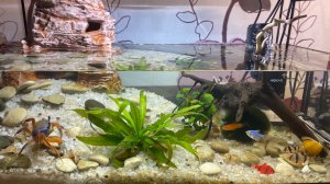 Жизнь нашего радужного краба и аквариумных рыбок.