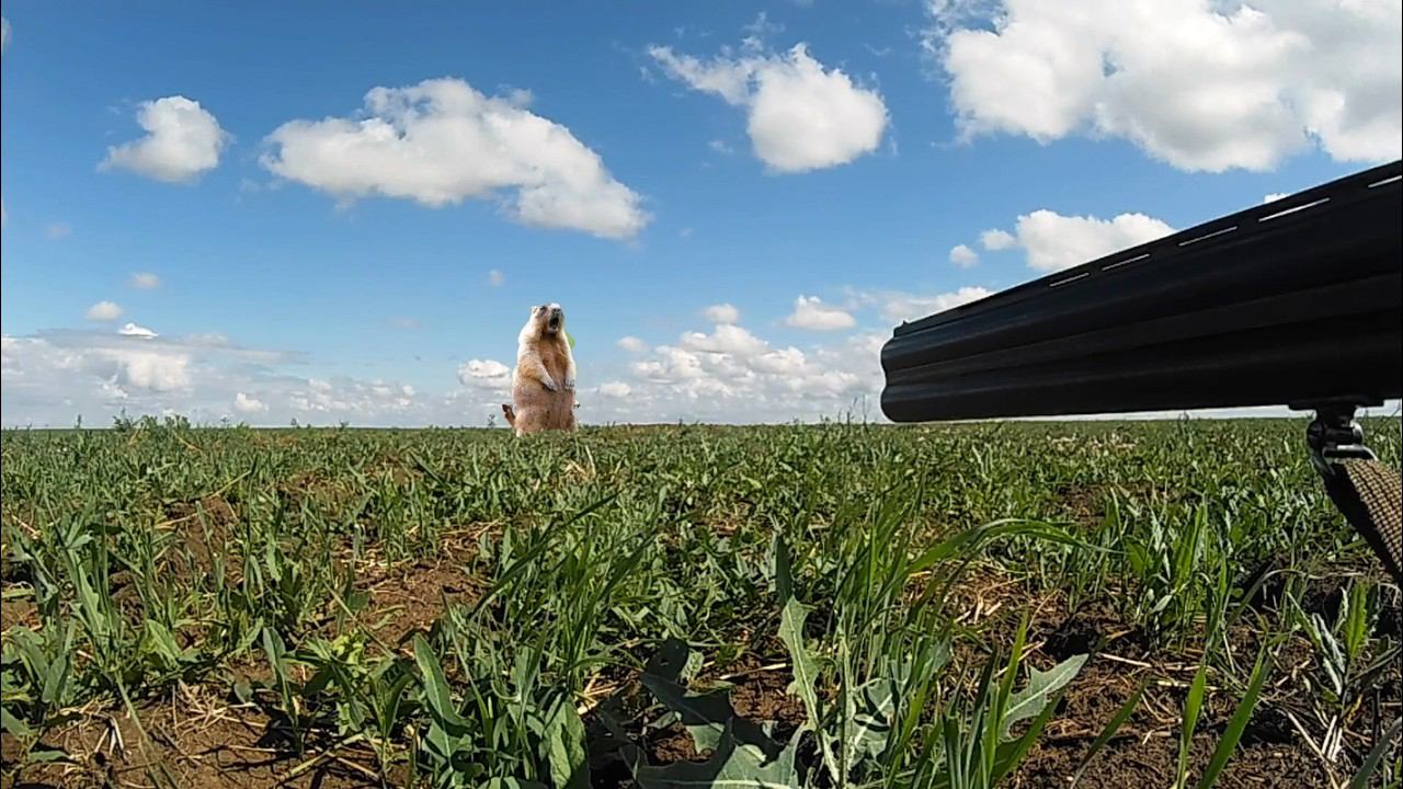 Как охотиться на сурка: Гладкоствольное ружье в действии. Охота 2024. День 1-ый смотреть онлайн