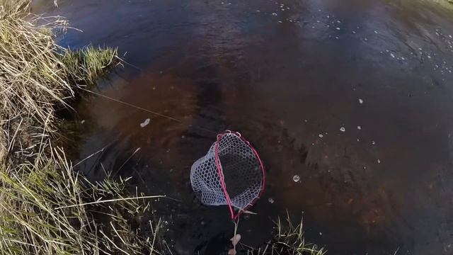 Форель и хариус на спиннинг, сезон 2020 / Trout & grayling смотреть онлайн
