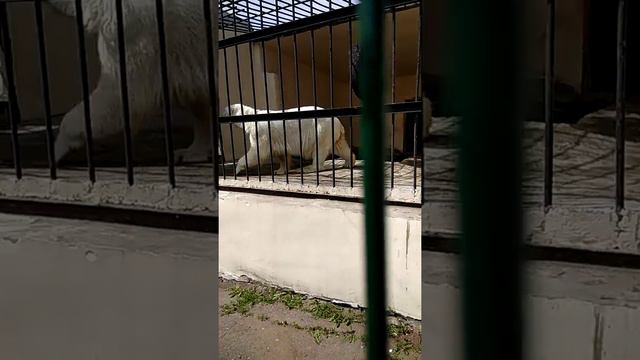 Казань зоопарк(4) смотреть онлайн