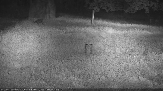 молодой олень с оленихами смотреть онлайн