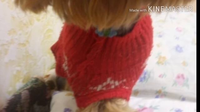 Фотки животных! / Машка - Печенька Pets смотреть онлайн