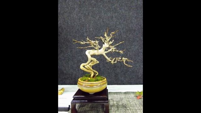 Punica granatum bonsai смотреть онлайн