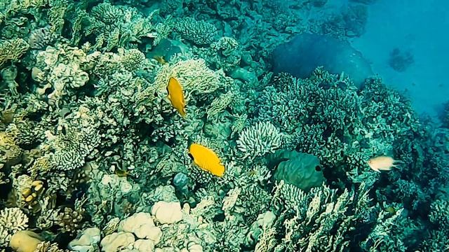 Snorkeling 2019- Tropitel Sahl Hasheesh Egypt смотреть онлайн