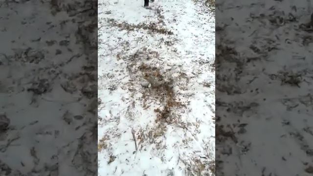 Краш тест дезодоранта смотреть онлайн