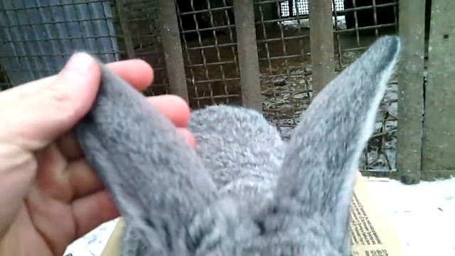 Кролики породы Фландр //часть 1//Жизнь в деревне !!! смотреть онлайн