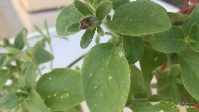 Моя уценённая Петуния из Оби. Кто ты? смотреть онлайн