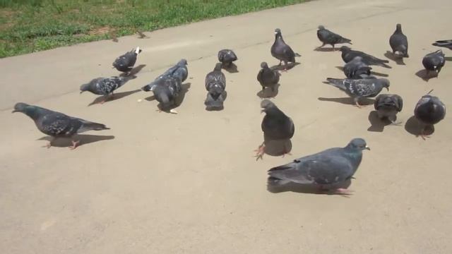 Покормите голубей, чтобы мир стал добрей!!! # 21 смотреть онлайн