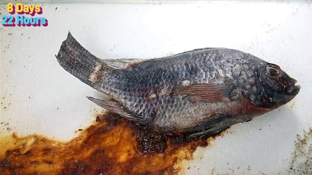 Tilapia Or Tilapya Fish Time-lapse