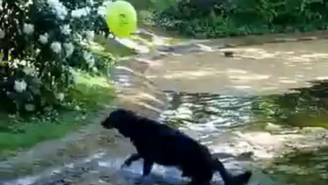 Zaphod -:- Tique Taque смотреть онлайн