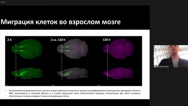 Нейрогенез в 4D: новые пути и границы миграции клеток мозга смотреть онлайн