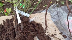 Розы! Питомник Розесмол(Rosesmol) Саженцы- ПОЛНЫЙ ОТСТОЙ❗❗❗Скинули некондицию???♀️