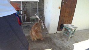 Как подстричь кусачую собаку