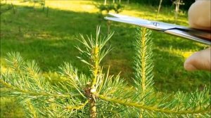 Как сформировать сосну ниваки в топиарной форме. Сосна шар на штамбе или сосна ниваки стиль тякан.